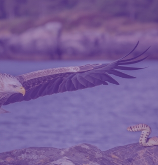 Banner_Mob_Contecioso