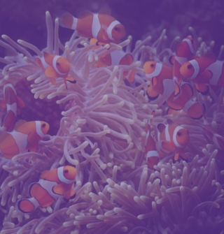 Banner_Mob_Societario